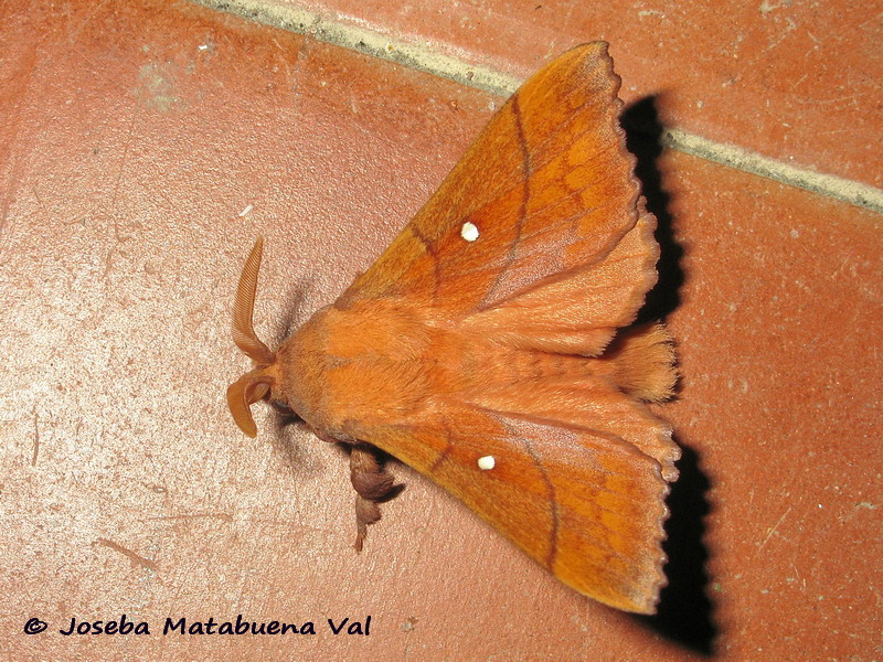 Odonestis pruni - Lasiocampidae